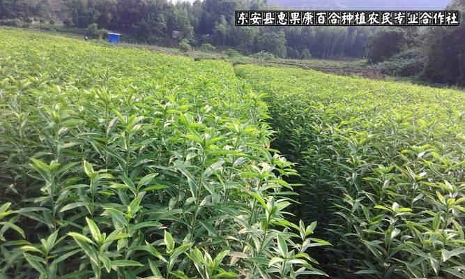 龙牙百合种植种苗时间是多少？最佳种植季节是什么时候？