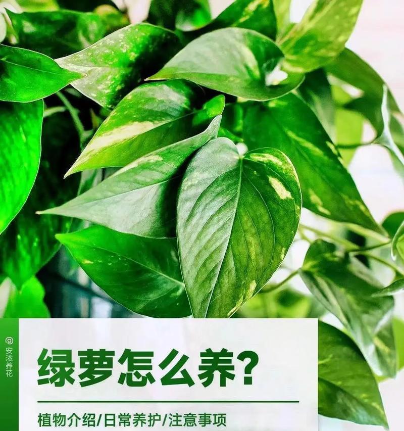 有宝宝的盆栽怎么养护？如何确保植物的安全性？