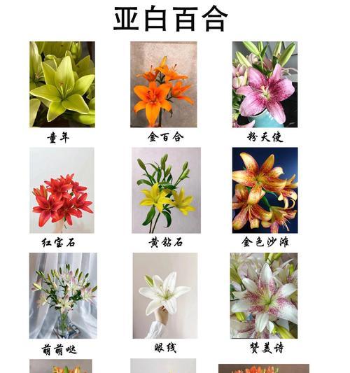 三支百合花代表的花语有哪些？