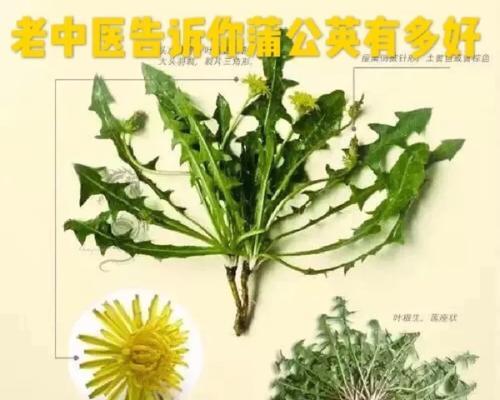 肉赘植物疗法中使用的药物有哪些？