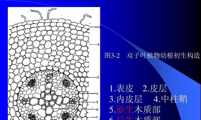 “原生”在植物学中指的是什么？