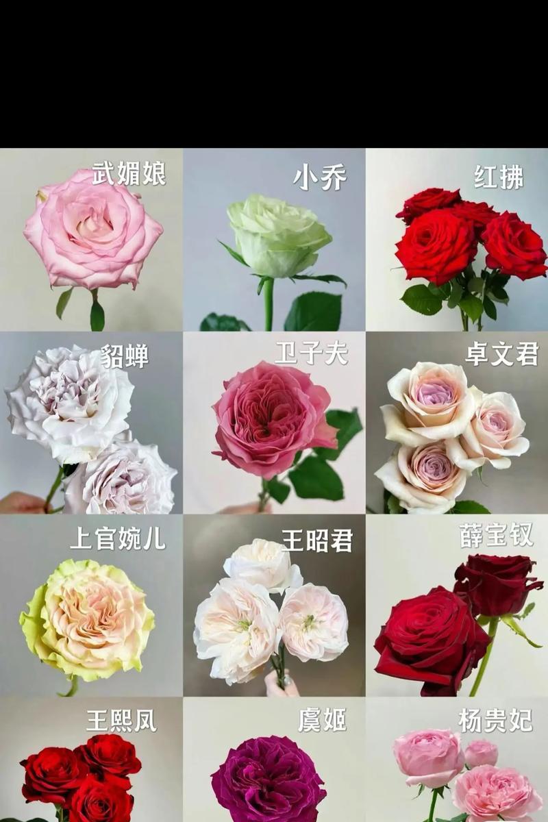 玫瑰花三四束代表什么？不同数量玫瑰花的花语有何区别？