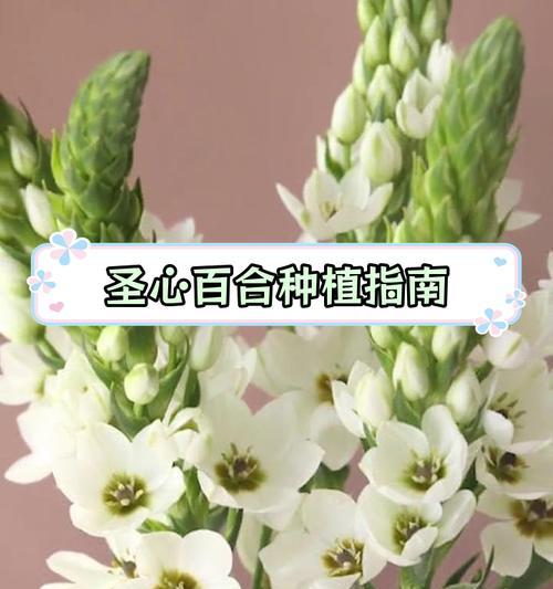 圣心百合的种植要求有哪些？如何确保成功种植？