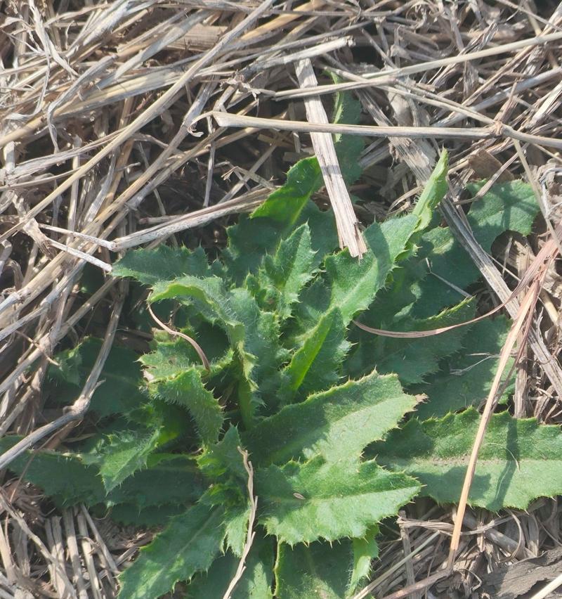 大号落地植物怎么养护好？大号植物的养护技巧是什么？