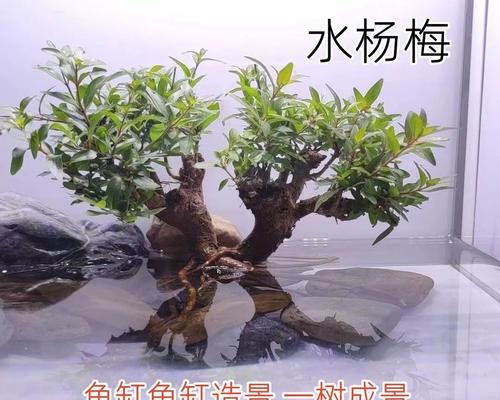 鱼缸植物水培如何沉底？有哪些技巧？