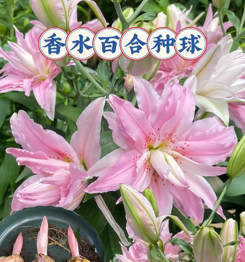 百合花象征的爱情意义是什么？