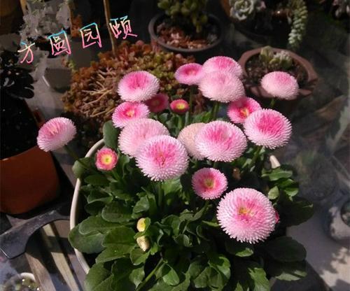 如何在小盆栽中插植小雏菊？