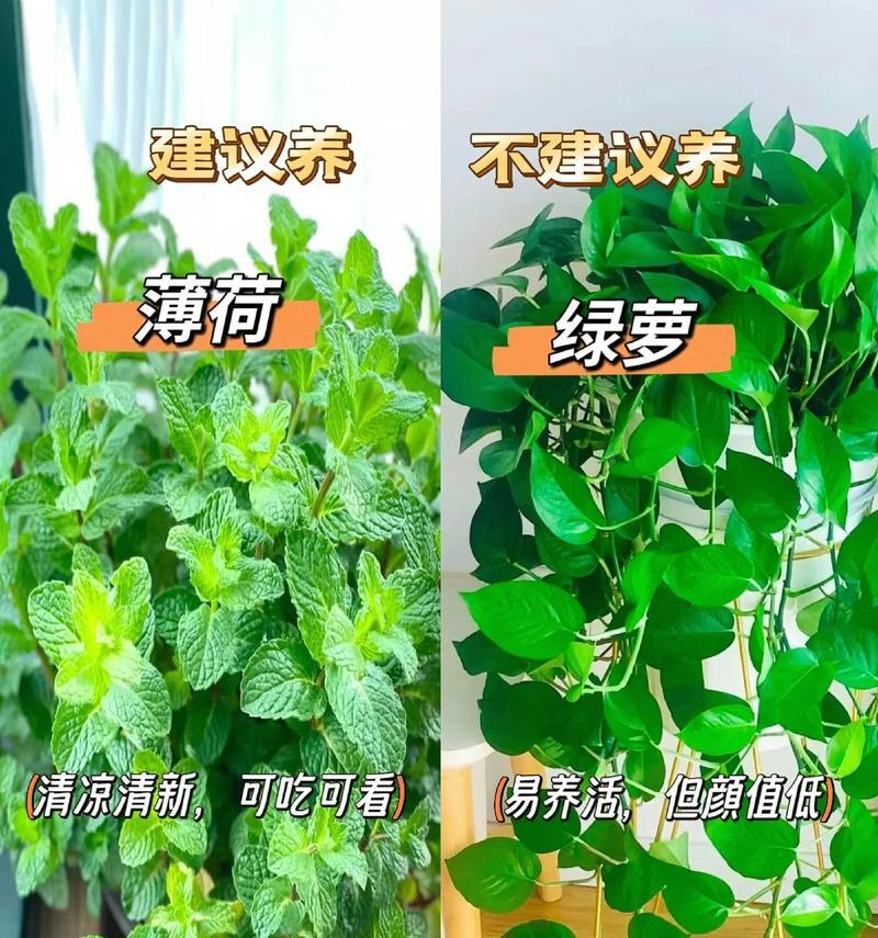 淮口地区常见的绿植花卉有哪些？