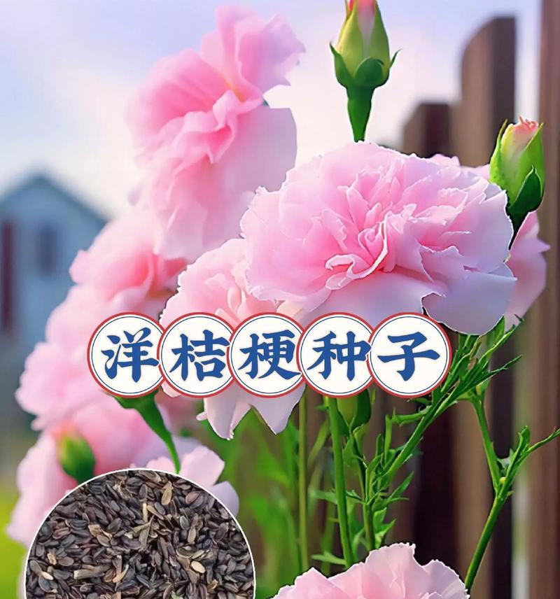 桔梗花的花语和象征意义是什么？