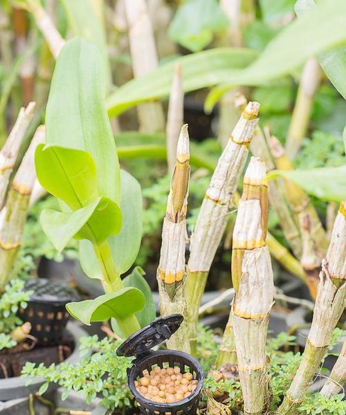 盆栽石斛需要哪些种植条件？