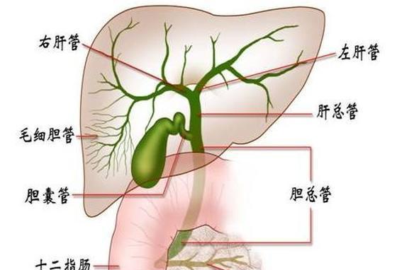 肝神经植物对人类有何影响？肝神经植物能维持多久？