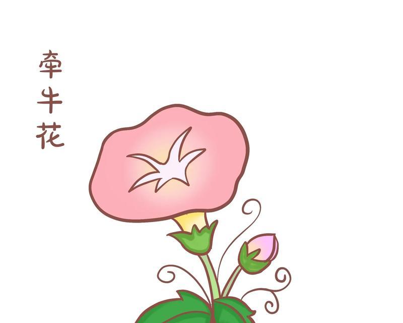 牵牛花的花语和寓意是什么？