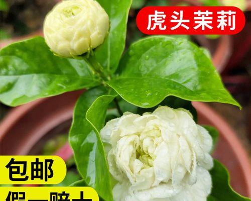 包邮特价花卉有哪些？它们的性价比如何？