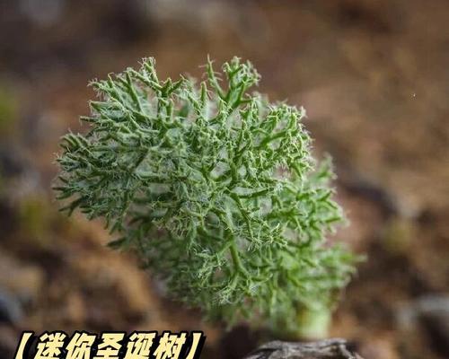 哪些植物会长毛？这种现象的原因是什么？