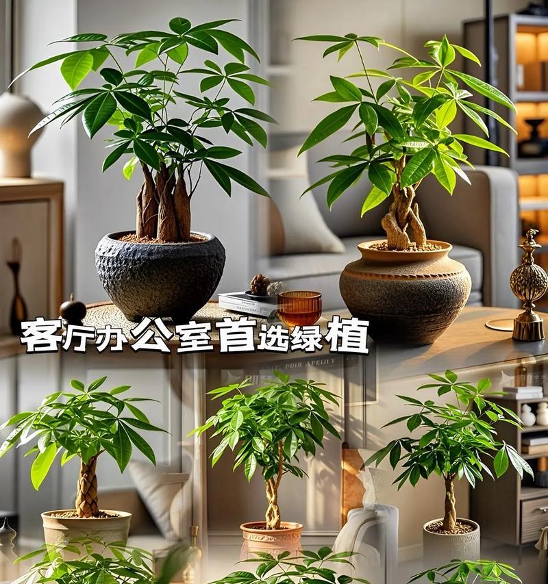 四季常青绿植花卉盆景有哪些？如何选择？