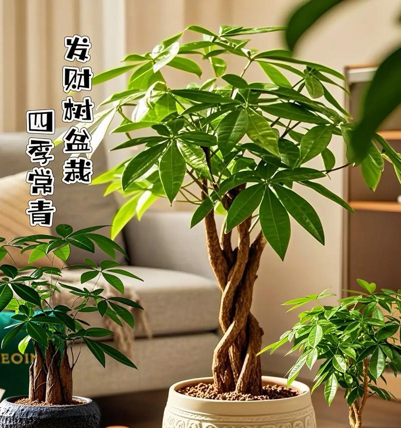 四季常青绿植花卉盆景有哪些？如何选择？