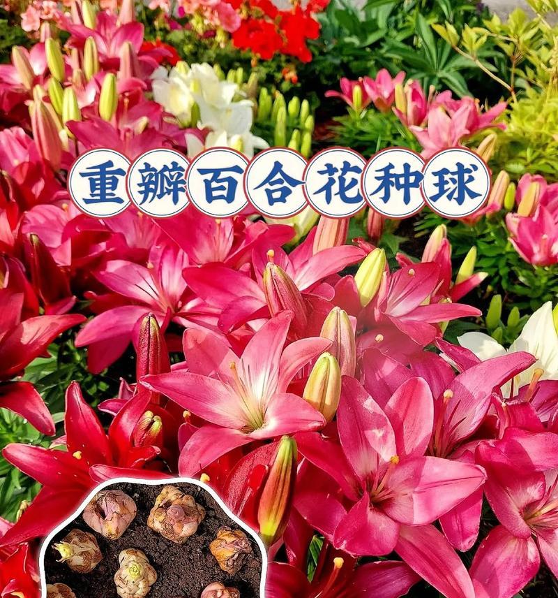 百合花作为礼物代表什么？