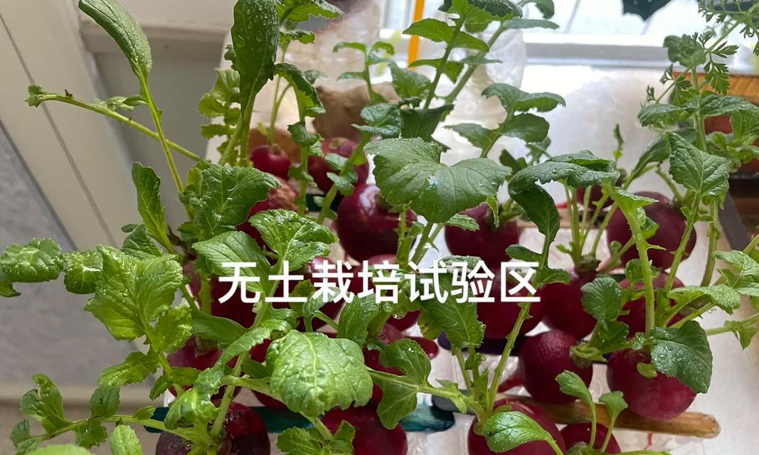 无植物碎片种植蔬菜的方法是什么？如何保证蔬菜生长？