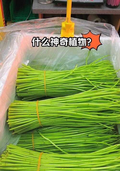 无植物碎片种植蔬菜的方法是什么？如何保证蔬菜生长？