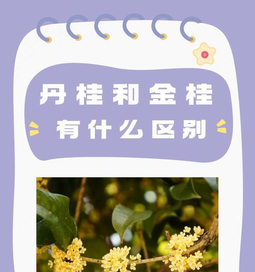 哪种花朵代表尊严？它的花语是什么？