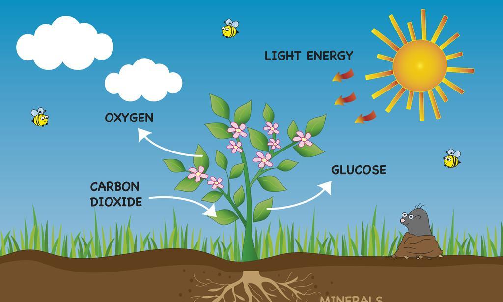 植物的光合作用是什么？光合作用对植物生长有何影响？