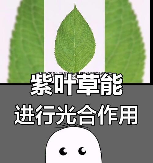 植物的光合作用是什么？光合作用对植物生长有何影响？