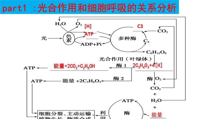 植物的光合作用是什么？光合作用对植物生长有何影响？