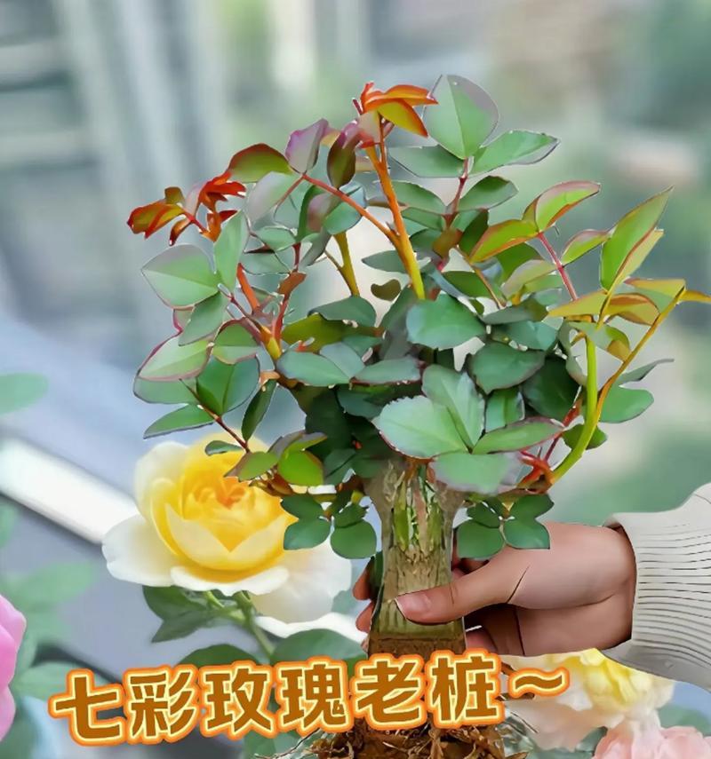 七彩玫瑰的花语含义是什么？七彩玫瑰适合什么场合？