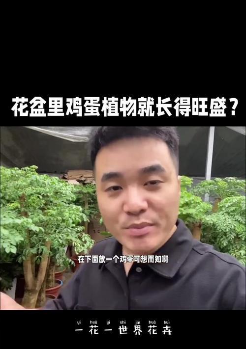 用鸡蛋壳养护花卉有哪些好处？具体操作方法是什么？