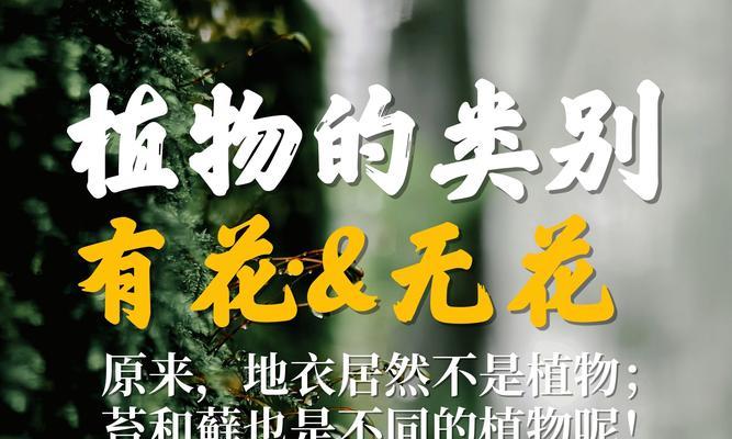 哪种植物代表什么？它们各自有什么象征意义？