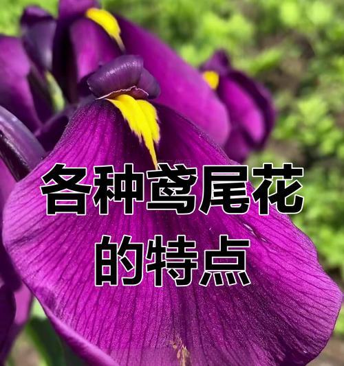 常见的紫色植物有哪些？它们各自有什么特点？