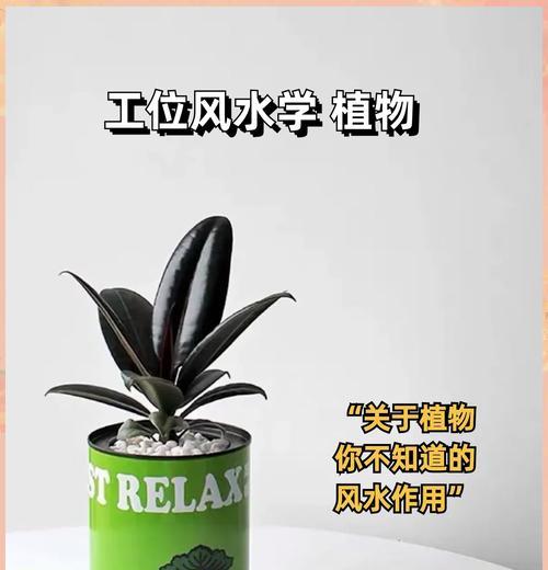 哪些室内植物具有空气净化功能？它们是如何净化空气的？