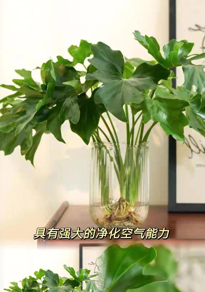 哪些室内植物具有空气净化功能？它们是如何净化空气的？