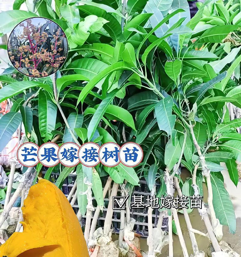 芒果盆栽种植方法是什么？如何确保芒果盆栽健康成长？