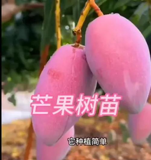 芒果盆栽种植方法是什么？如何确保芒果盆栽健康成长？