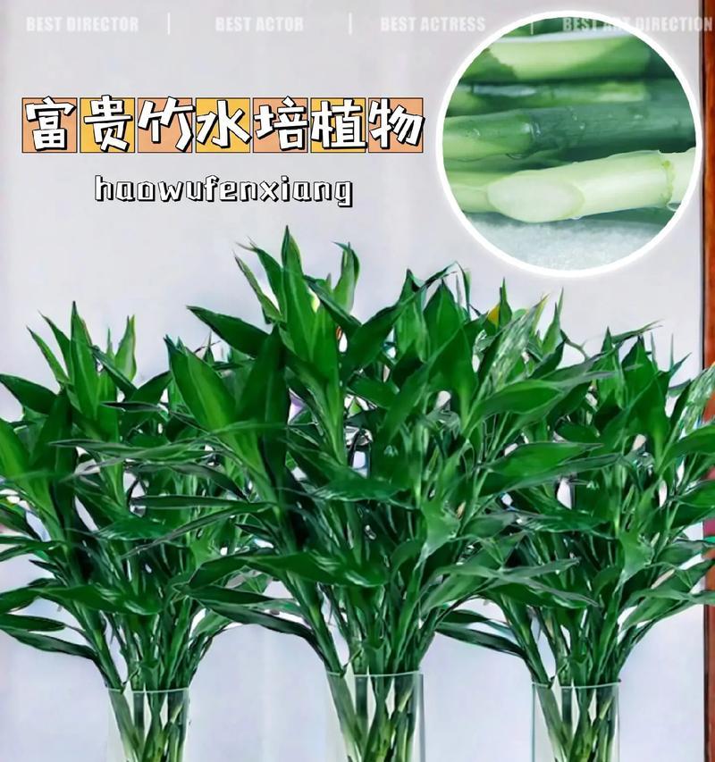 盆栽黄绿色叶子的植物叫什么？它们的养护需要注意什么？