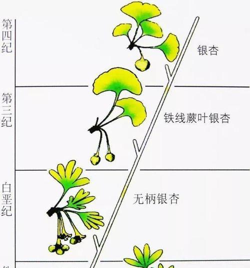 什么叫做植物？它们有哪些分类？