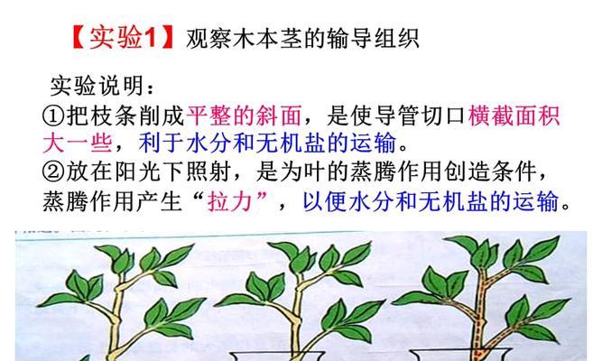 植物茎部受伤后如何补救？有哪些有效的处理方法？