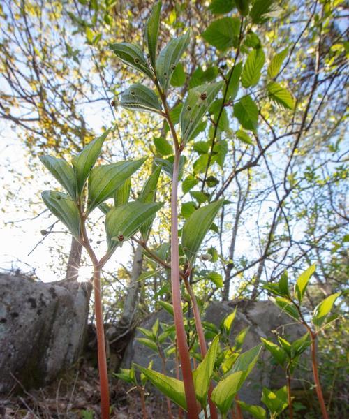 中科院植物园收藏了哪些珍稀植物？这些植物的科研价值是什么？