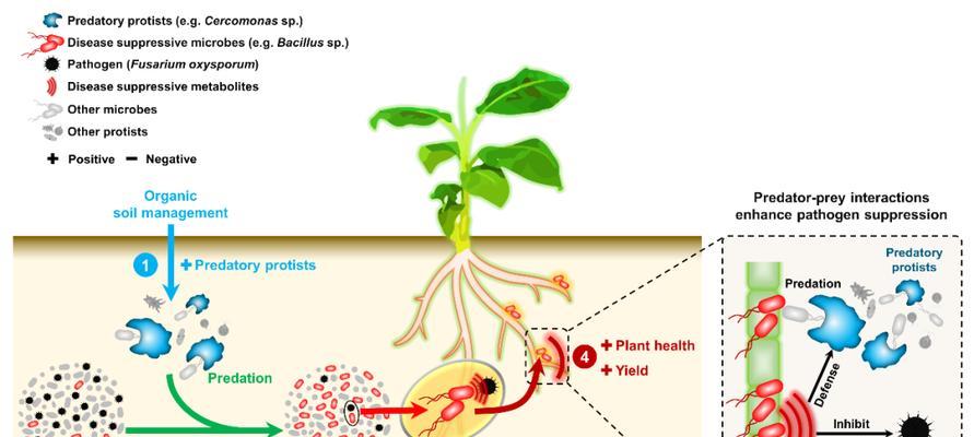 农杆菌转化法在哪些植物上有效？