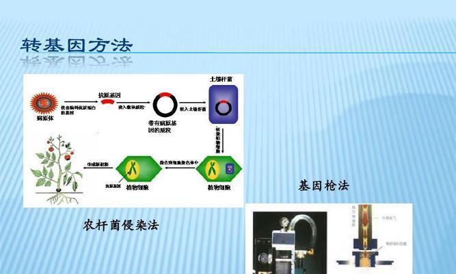 农杆菌转化法在哪些植物上有效？