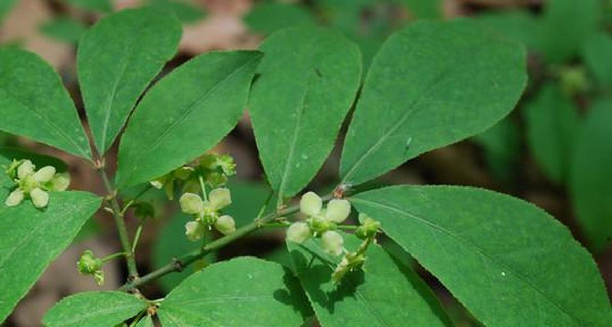 结节在植物学中有什么作用？