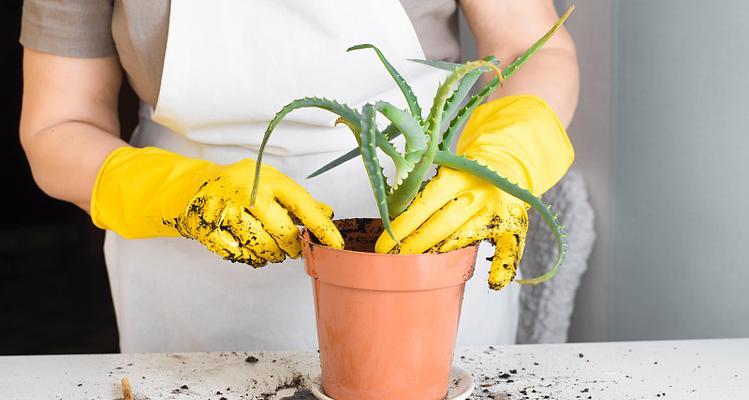 植物移植的正确方法是什么？移植后如何护理？