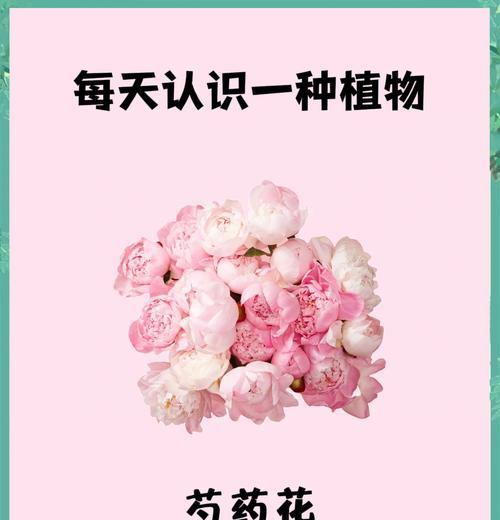 芍药与玫瑰花相比有何优势？“芍药比玫瑰花好”是什么意思？