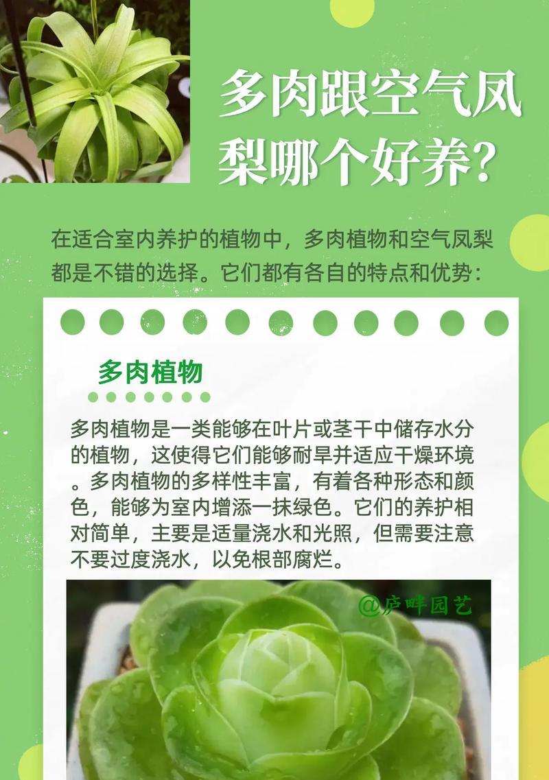 多肉植物有哪些益处？如何正确养护？