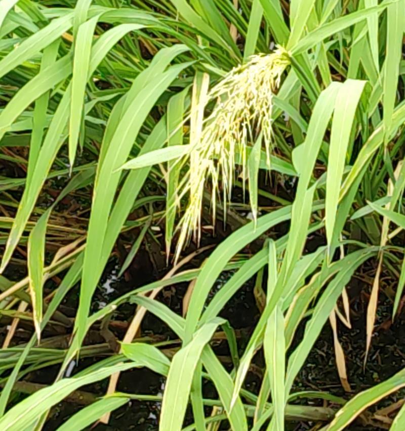 怎么辨认茭白植物？它们有哪些特征？