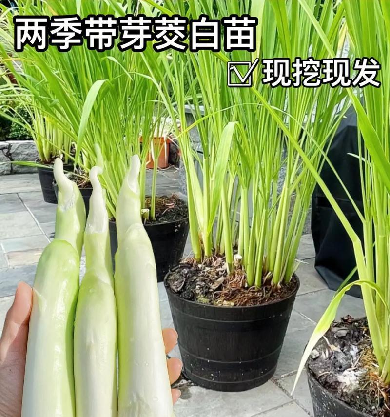 怎么辨认茭白植物？它们有哪些特征？