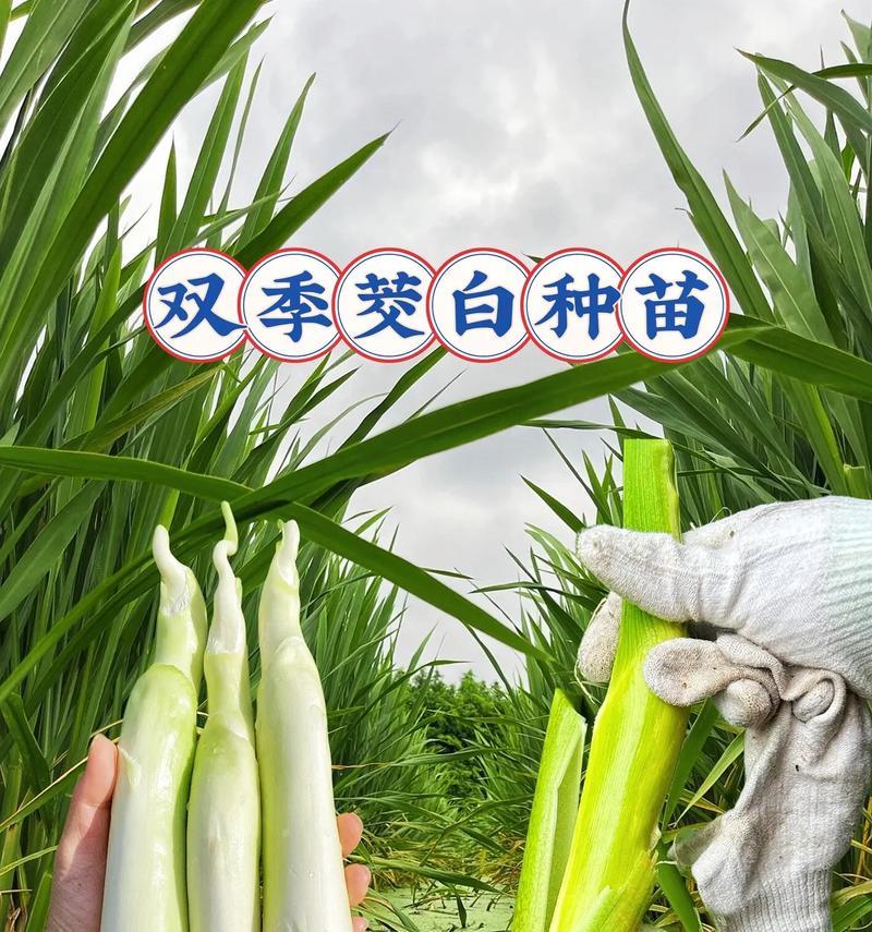 怎么辨认茭白植物？它们有哪些特征？