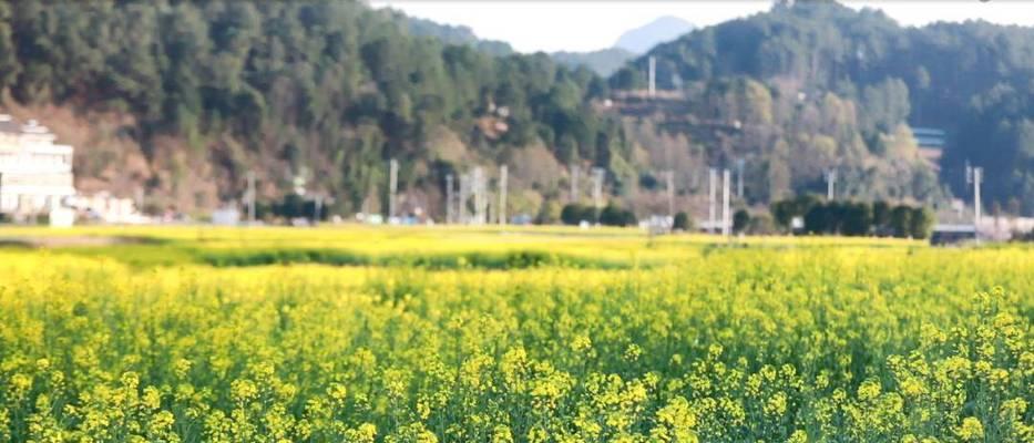 在惠水地区种植哪种花卉最为适宜？