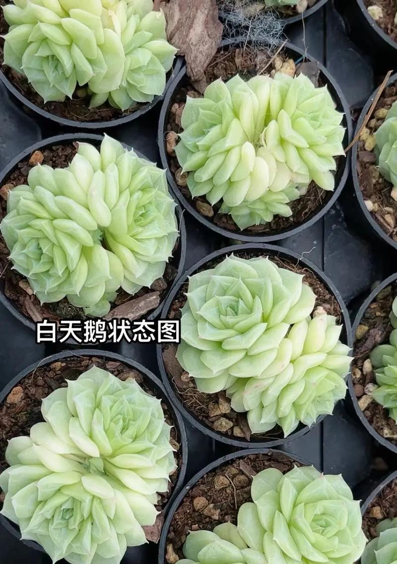 多肉植物的名字有何含义？多肉植物的寓意是什么？